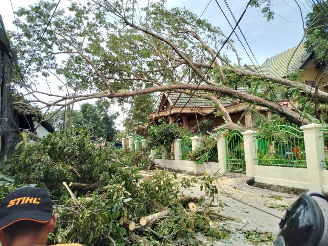 
 Ketgam : Salah satu pohon tumbang akibat hujan deras dan angin kencang di Kota Kendari, Provinsi Sulawesi Tenggara.